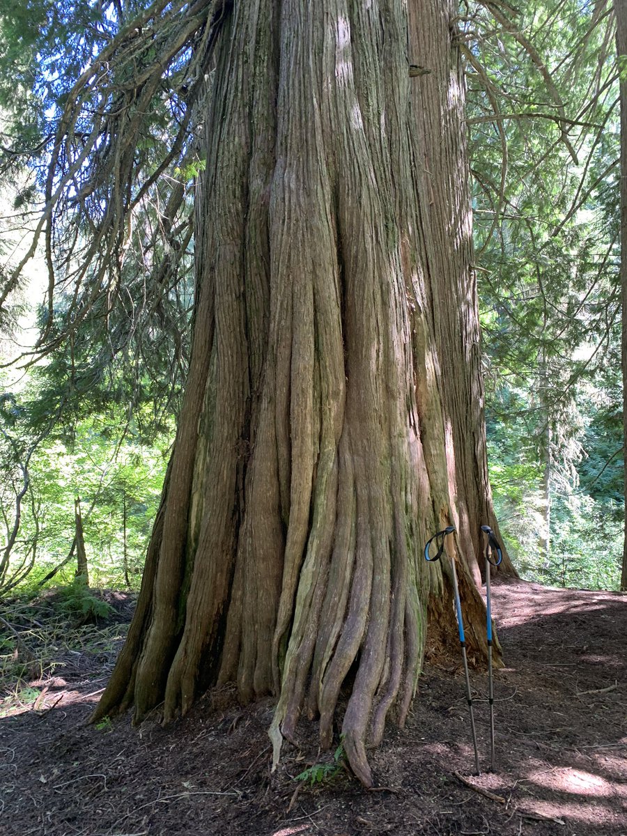 Halliwem's tweet photo. The “Magic Forest” @SkiFernie contains big trees like this one. So cool. https://t.co/s1OKOOWOY7