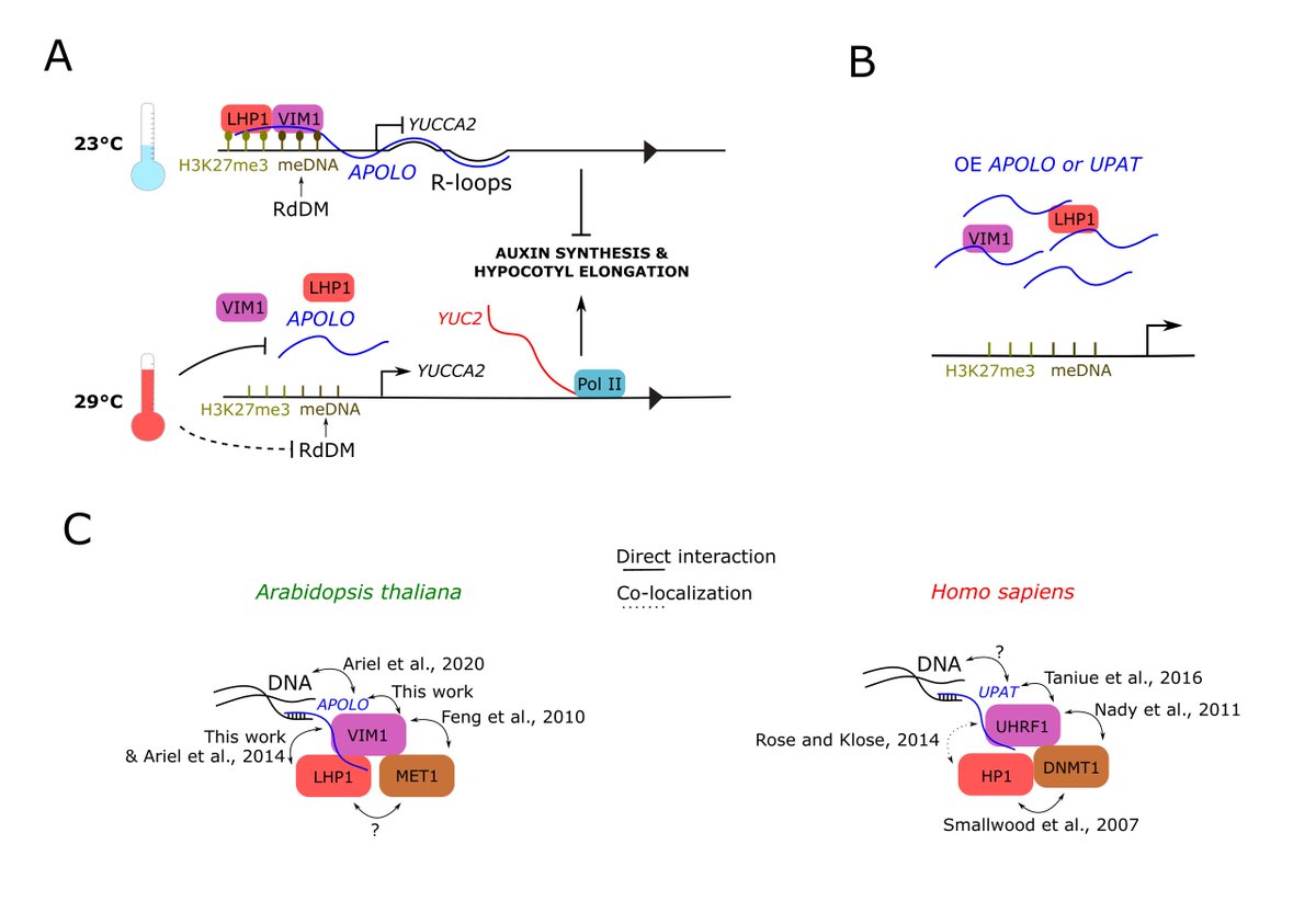 arg_epilab's tweet photo. Great work by @CamiFFde and colleagues is now out in @GenomeBiology🧬🥳
We show that the plant 🌱lncRNA APOLO modulates histone &amp; DNA methylation through LHP1 &amp; VIM1 partners. Strikingly, we expressed the human 🥸 lncRNA UPAT in Arabidopsis and we mimicked the action of APOLO 🤯 https://t.co/4jz7bWaB5g