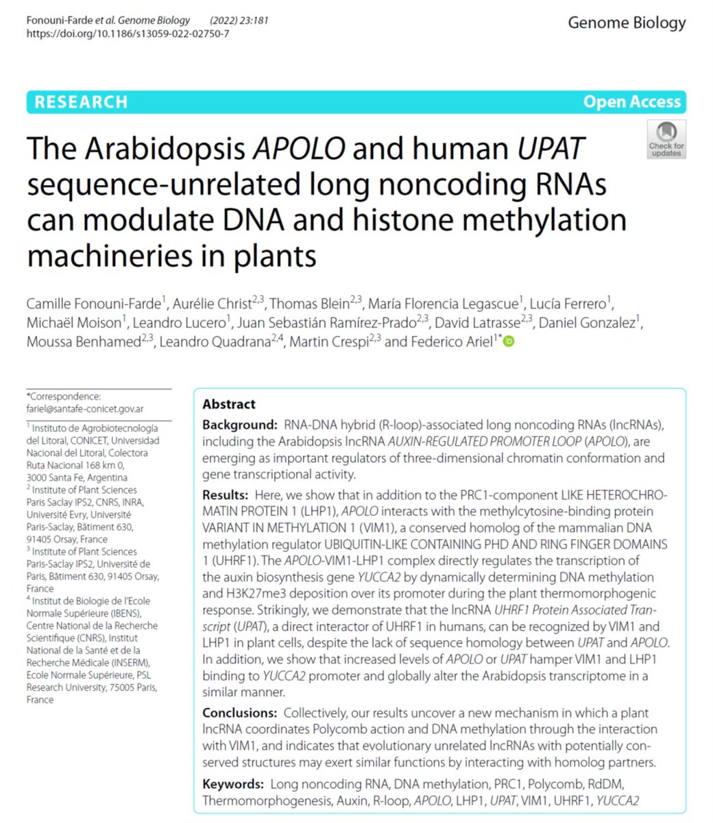 arg_epilab's tweet photo. Great work by @CamiFFde and colleagues is now out in @GenomeBiology🧬🥳
We show that the plant 🌱lncRNA APOLO modulates histone &amp; DNA methylation through LHP1 &amp; VIM1 partners. Strikingly, we expressed the human 🥸 lncRNA UPAT in Arabidopsis and we mimicked the action of APOLO 🤯 https://t.co/4jz7bWaB5g