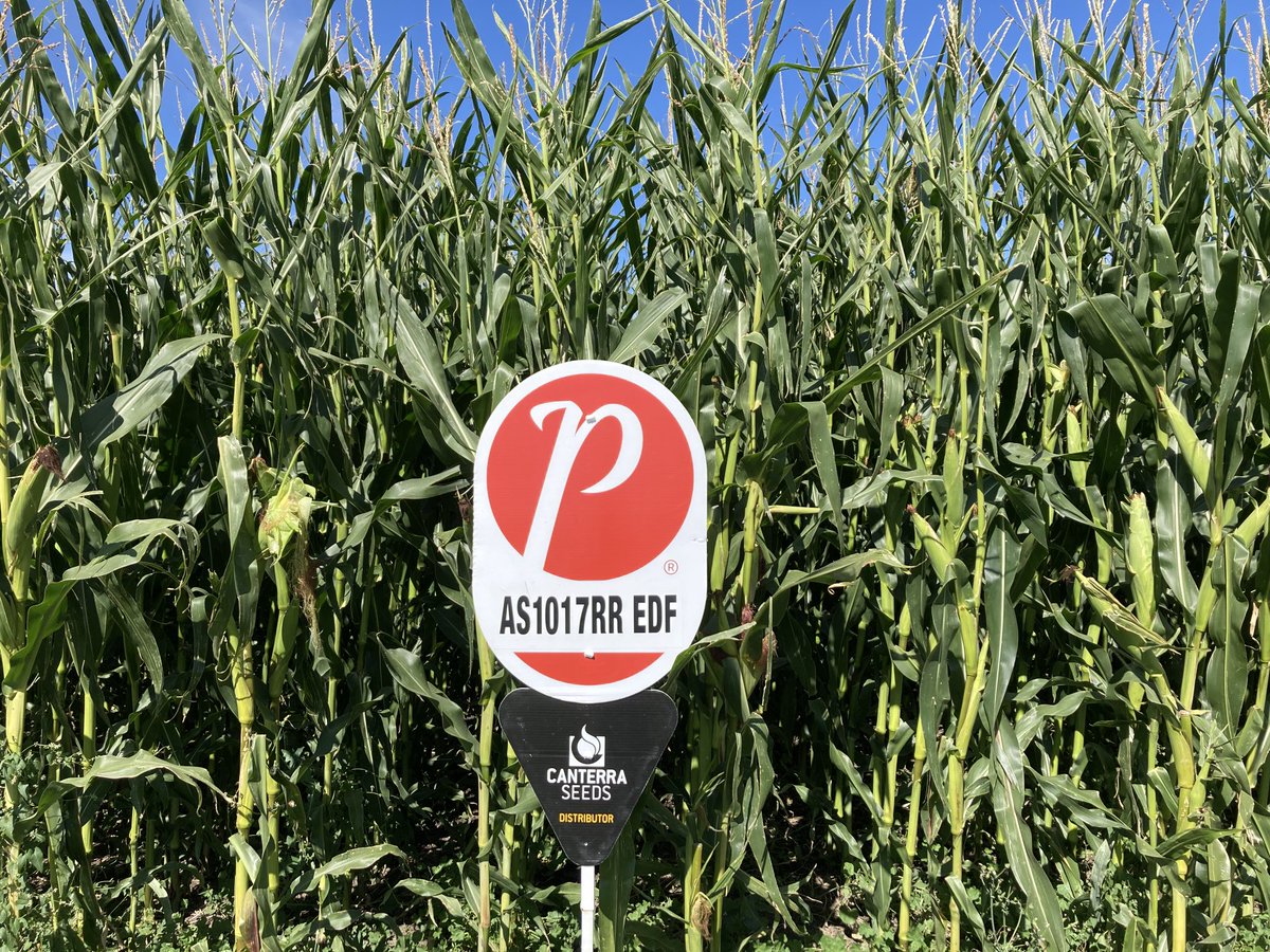 Visiting PRIDE Seed hybrids with Team in Alberta this week.
Great looking AS1047RR EDF fields and other products as we travelled through Lethbridge area