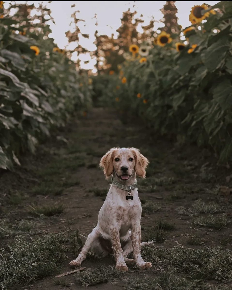 Maris Farms tweet media