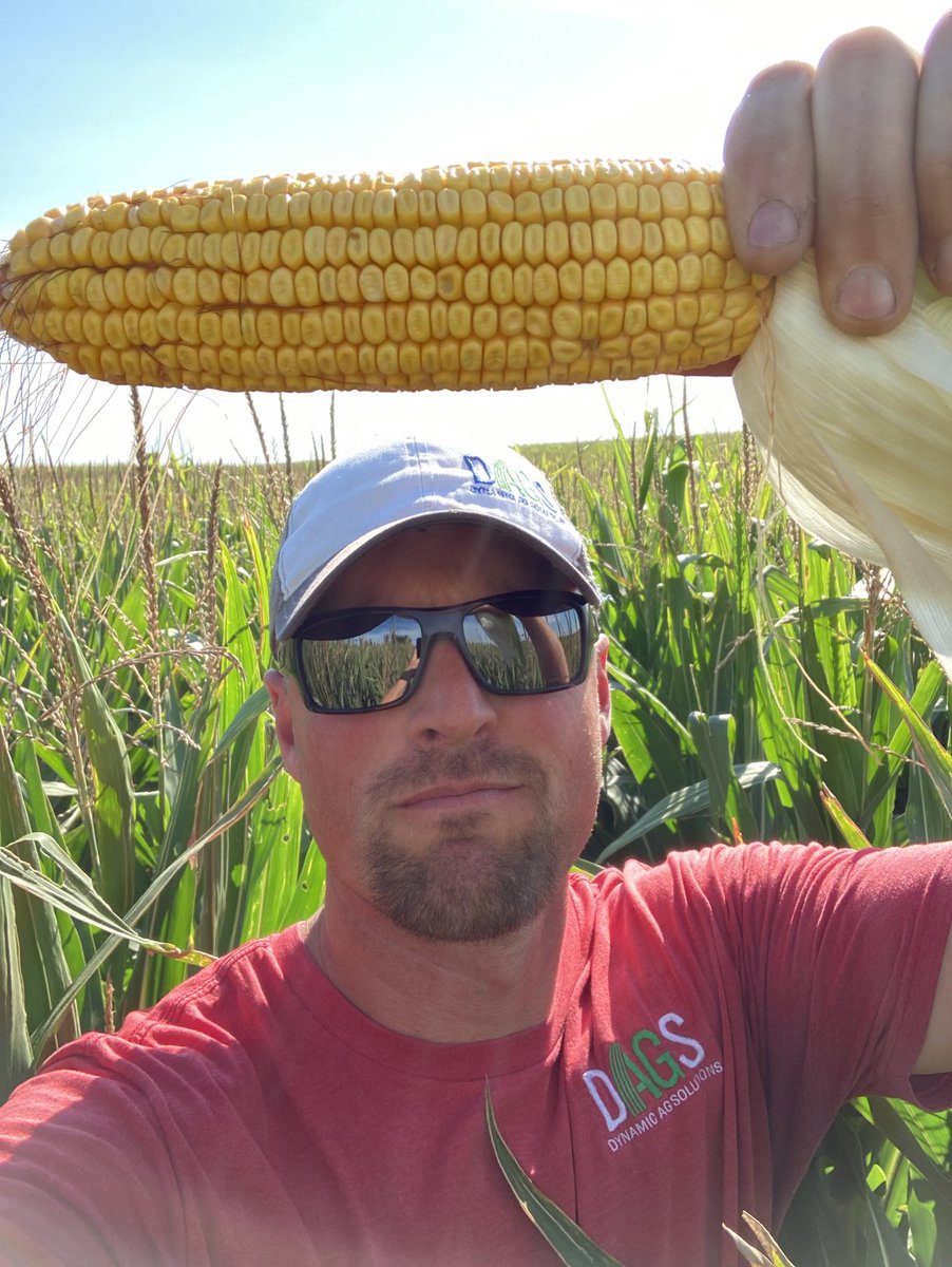 dynamicagsolut1's tweet image. This new short corn is the real deal!  A grower could easily spray with standard sprayer and yield looks like it will be phenomenal!! #channel #shortcorn
