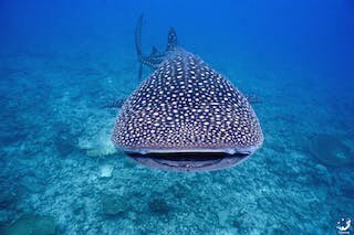 Increasing pressures of tourism threatens #WhaleSharks. Marine protected areas should be set up around whale shark gatherings.
Support protecting 30% of the ocean by 2030 at buff.ly/3atn7xe #internationalwhalesharkday #30x30 #advocatingwild 📸 Jil Kühne