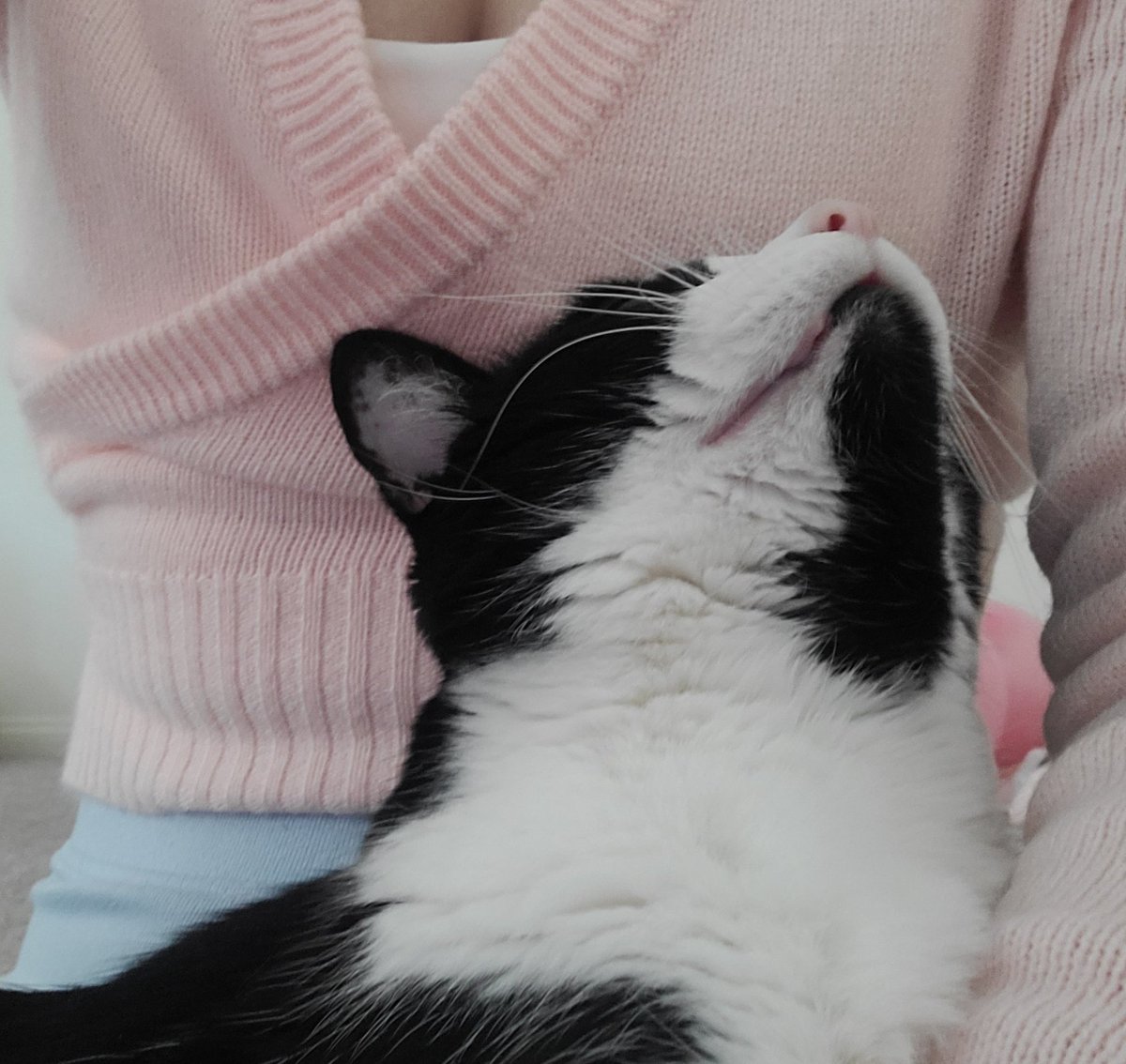 mysfiction's tweet photo. My babycat https://t.co/pOAOejbJSr