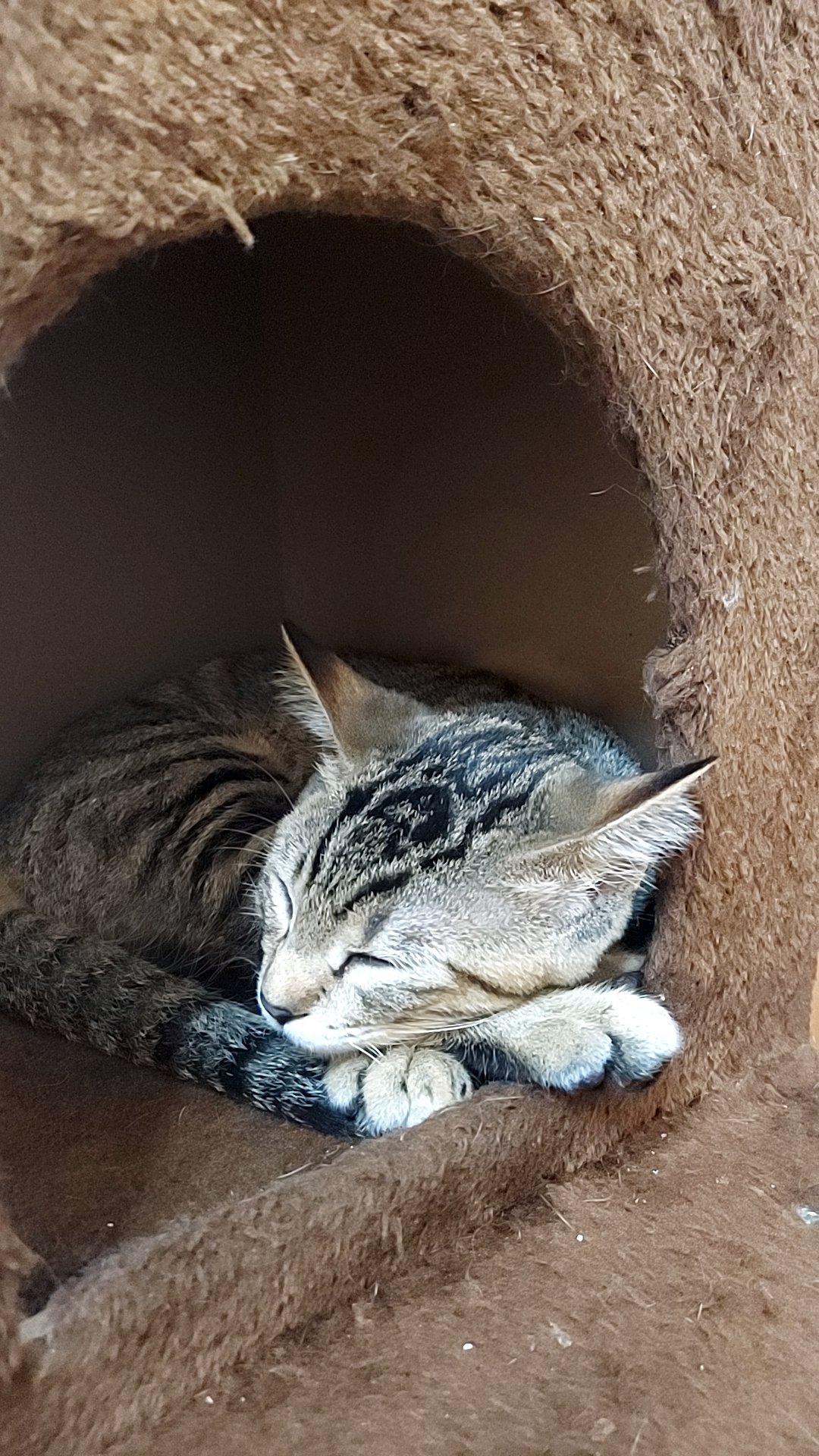 猫カフェfivecats ファイブキャッツ 青森にある猫カフェ 子猫のへや