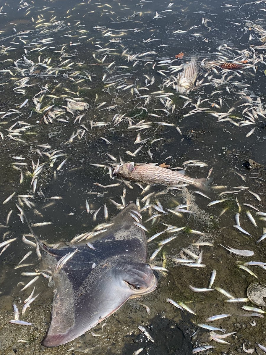 Even seeing the photos, I wasn’t prepared for the magnitude of morality at #LakeMerritt. Tens - if not hundreds - of thousands of dead fish among the kills #fishkill #oakland