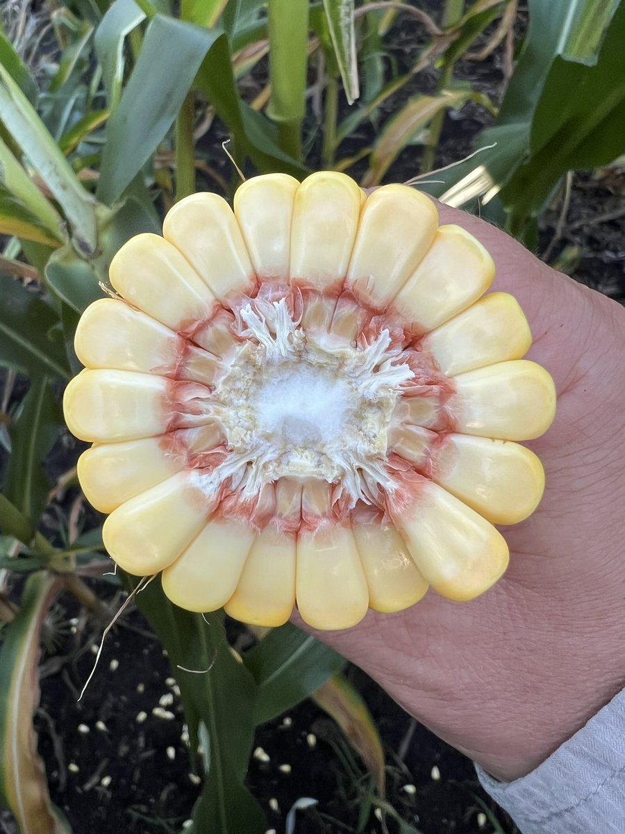 With the large kernel size on this new 105RM SmartStax PRO product, you might have to divide by 60 to get your yield checks close. Both the DKC105-33RIB and DKC101-33RIB feature incredible kernel depth. Lots of weight to add with no visible milk line.