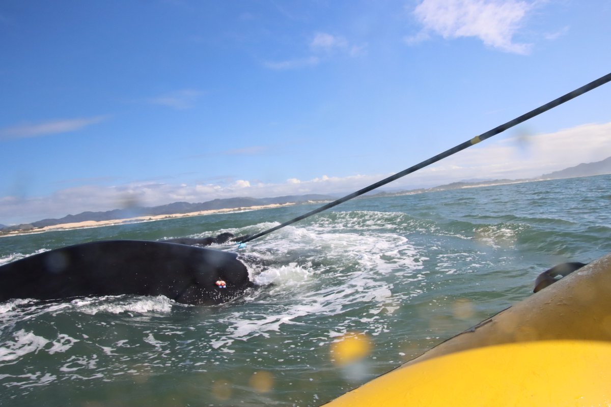 Julia Dombroski, PhD tweet media