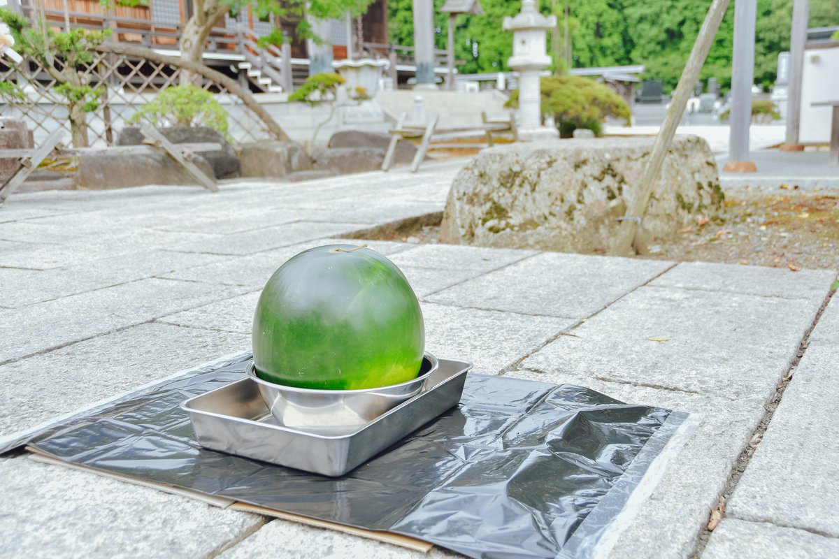 「便利野菜決定戦決勝」 分類上は野菜