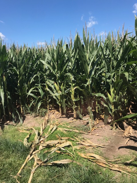 CropTalkMegan's tweet photo. #MurrayState Racer Aggie's took a trip to Irvington IL to learn from #BayerCropScience folks! It was a great and informative trip. Short stature 🌽, product development, cassette planter, UAS, data handling, and fragipan soils...shoes up! @murraystateuniv @msuagriculture https://t.co/fn1j6p9sQ4