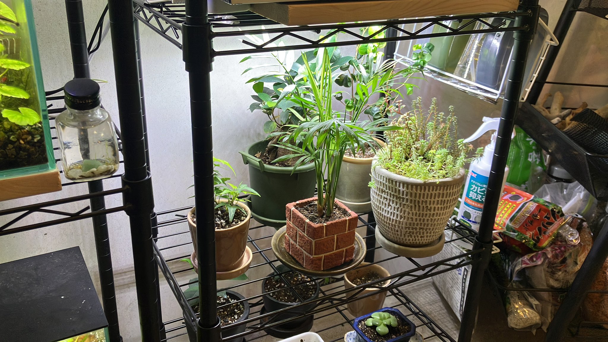 تويتر おでこ على تويتر 水槽と観葉植物のコーナー いつもここでコーヒー飲んでます コロナ禍でアクアリウムを始めたクチですが それまでは趣味らしい趣味がなかったので ガンプラパチ組みとかゲームとかならしてたけど 毎日がすごく充実していて楽しいです