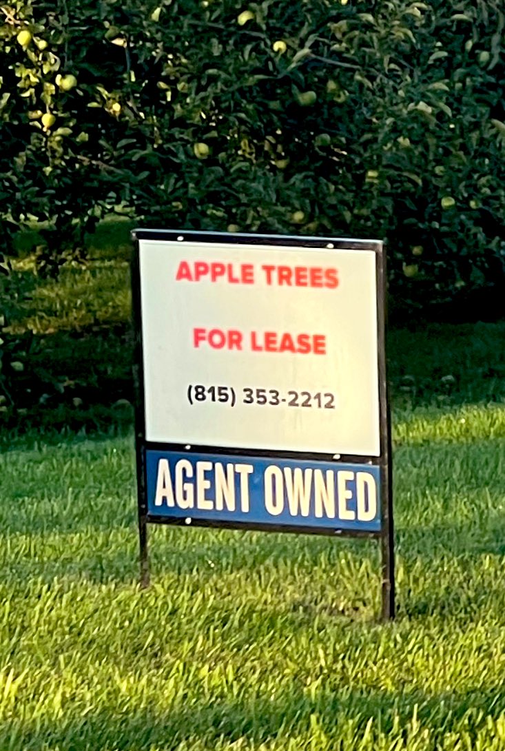 MrsSmithNat's tweet photo. brb, leasing the apple trees I drive past every morning ๐๐๐๐ฅง๐ค #isthatathing #illshare https://t.co/VbGhWb3ZrR