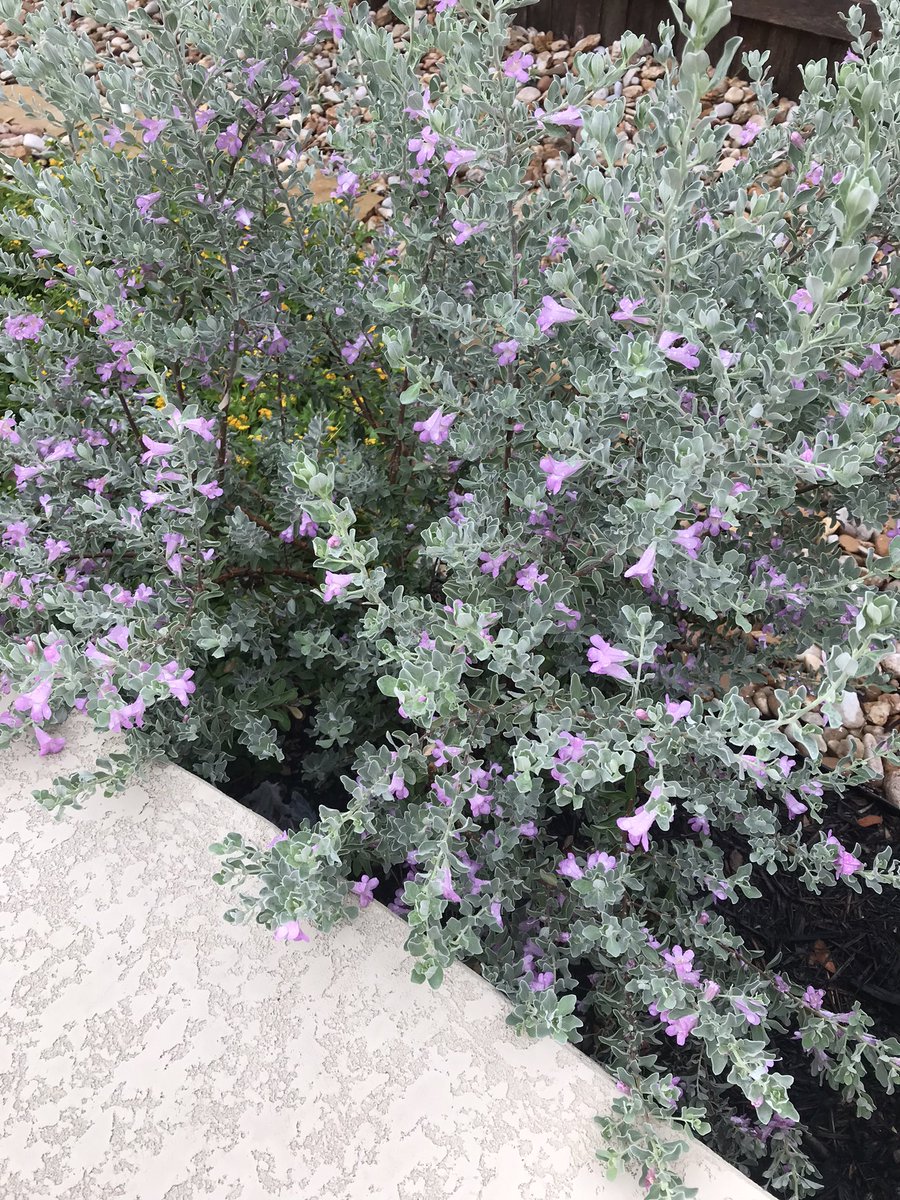 zackshieldsFOX7's tweet photo. The purple sage for the win again. When the sage blooms look out for rain. Well it rained today. #purplesage #rain #rainpredictor https://t.co/P4PxuOPyMs