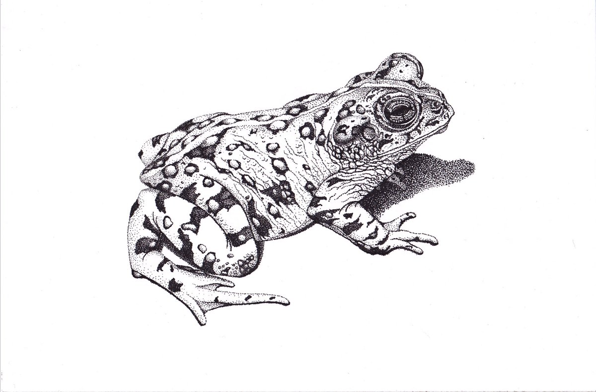 2Bfreelance's tweet photo. My favorite, of the 45 illustrations I made for the Death Valley Natural History Association, was this Western toad. #westerntoad https://t.co/SE27thI7we