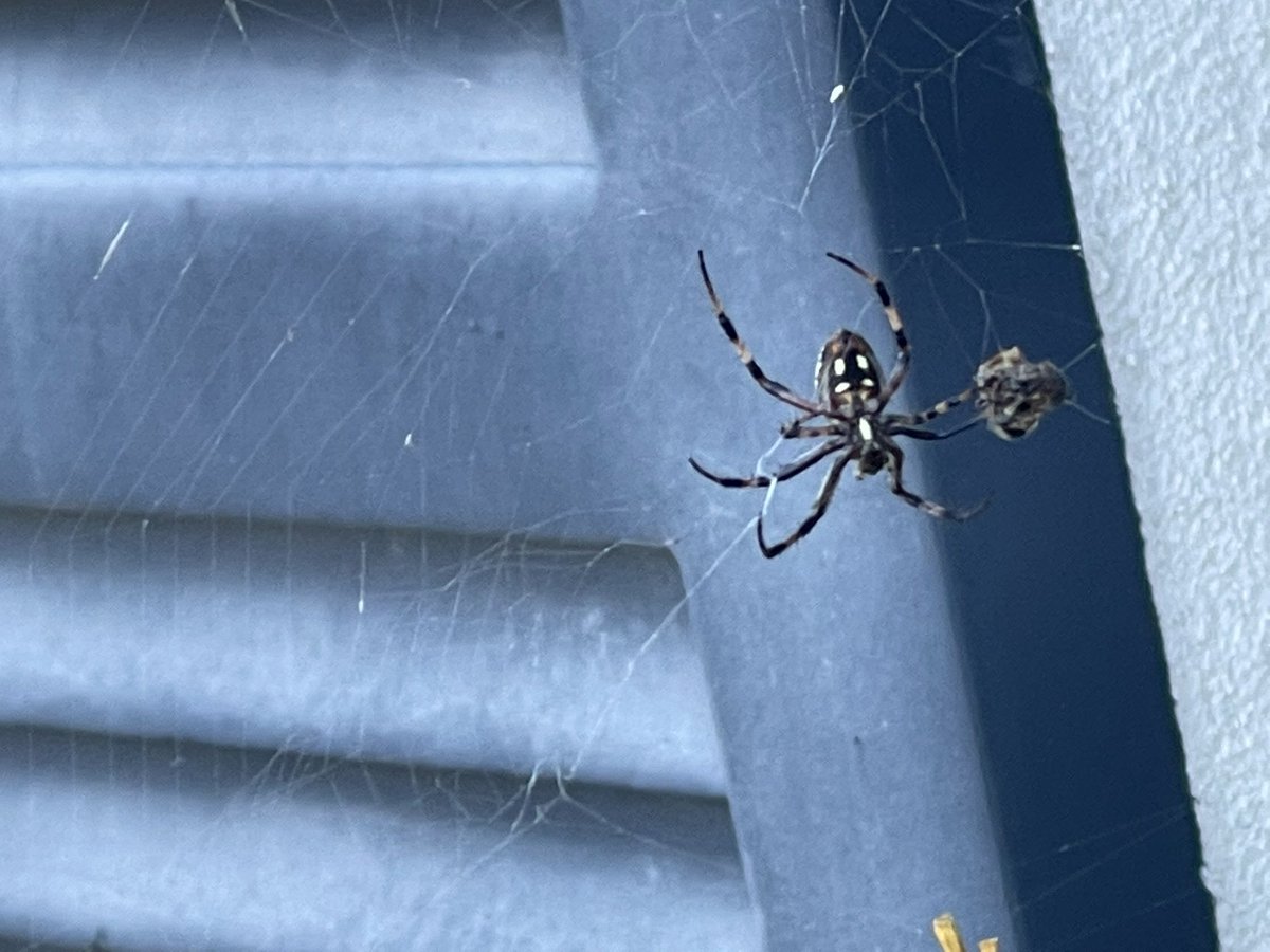 dr_shaps's tweet photo. Dear Twitter #arachnid friends:
Do I need to be worried about this spider that is almost 1 inch long?
#aranas #spiders https://t.co/Fa37TYYWvc