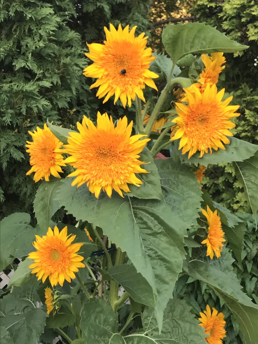 StAlsMrsCox's tweet photo. More sunflowers… https://t.co/QELBEZylnB