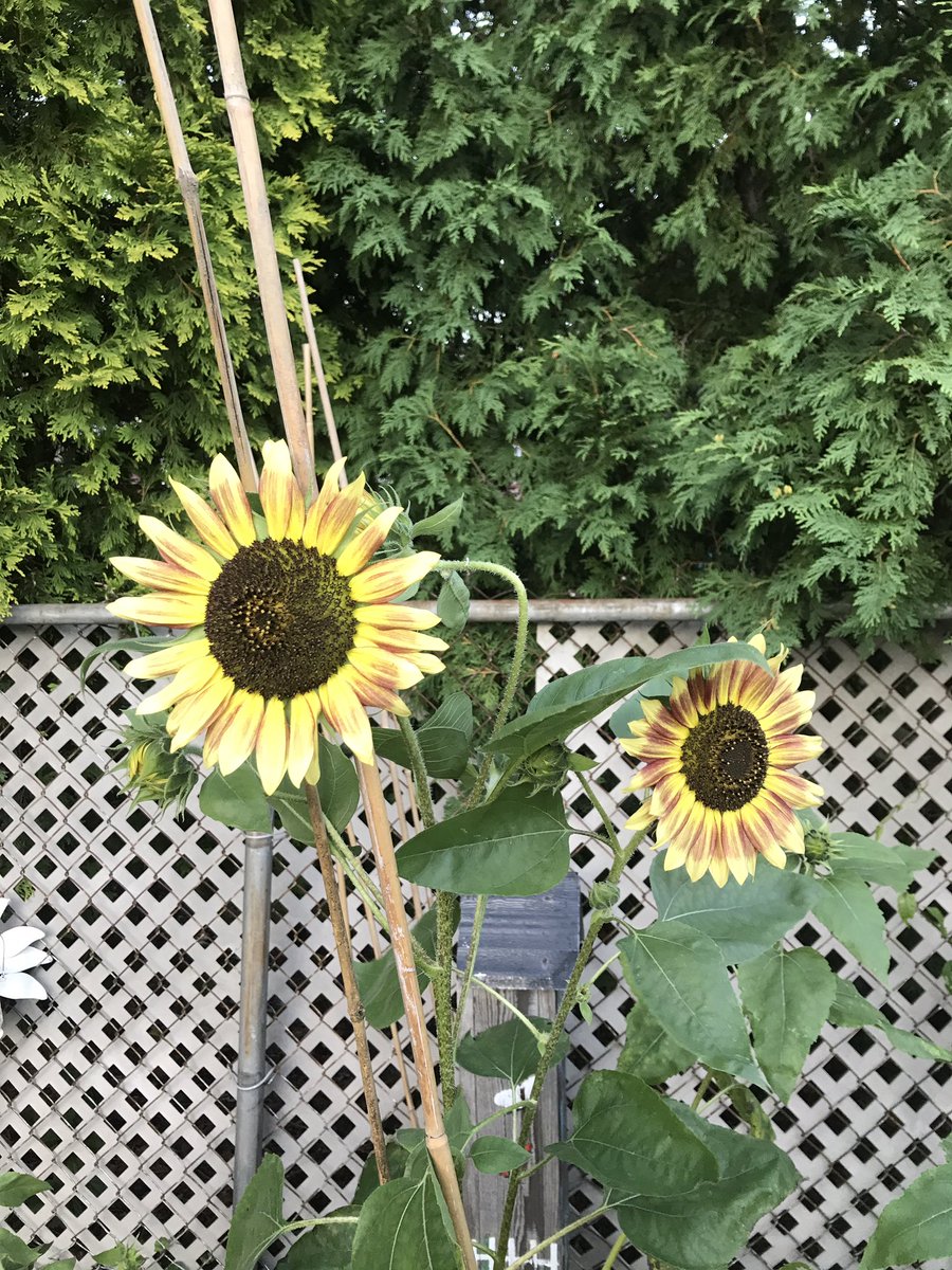 StAlsMrsCox's tweet photo. More sunflowers… https://t.co/QELBEZylnB