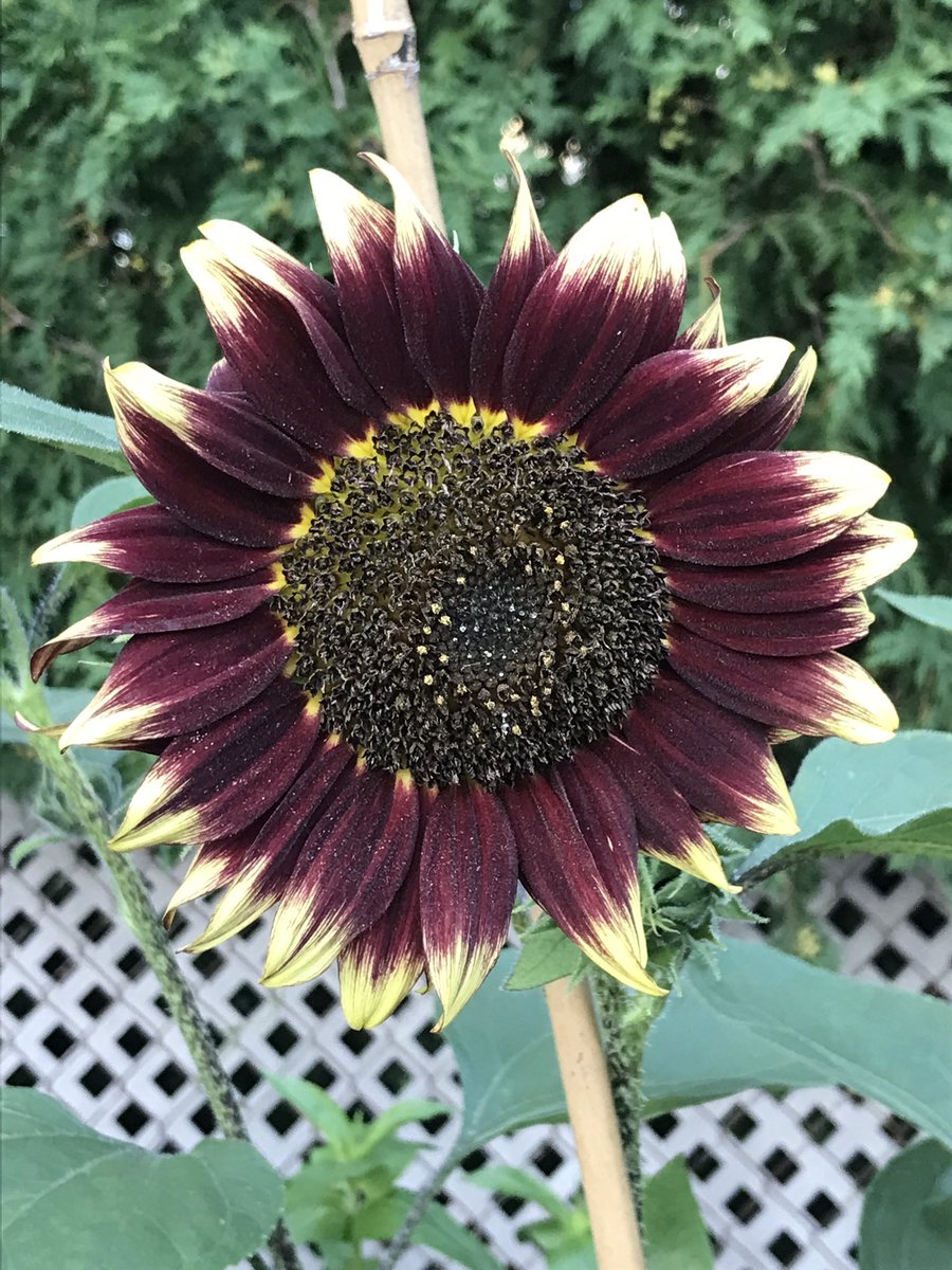 StAlsMrsCox's tweet photo. More sunflowers… https://t.co/QELBEZylnB