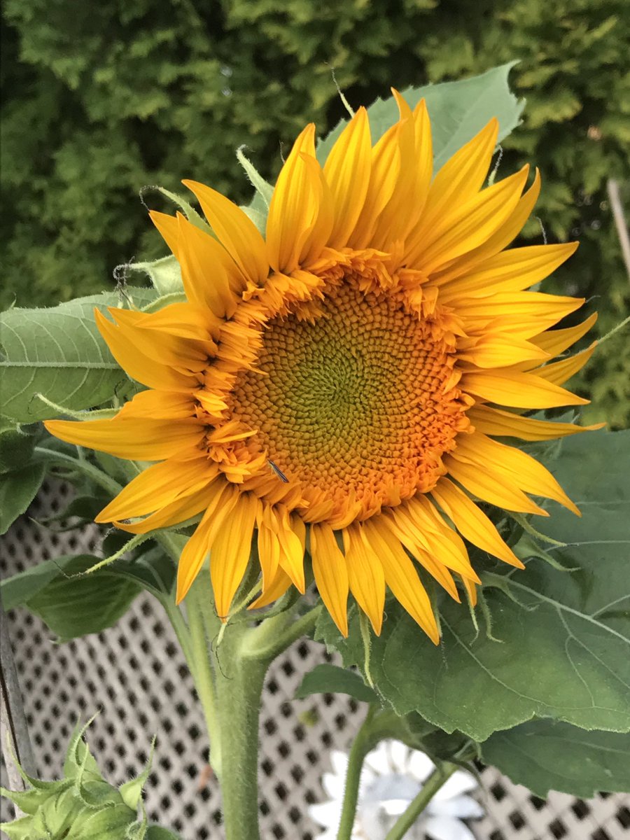 StAlsMrsCox's tweet photo. More sunflowers… https://t.co/QELBEZylnB