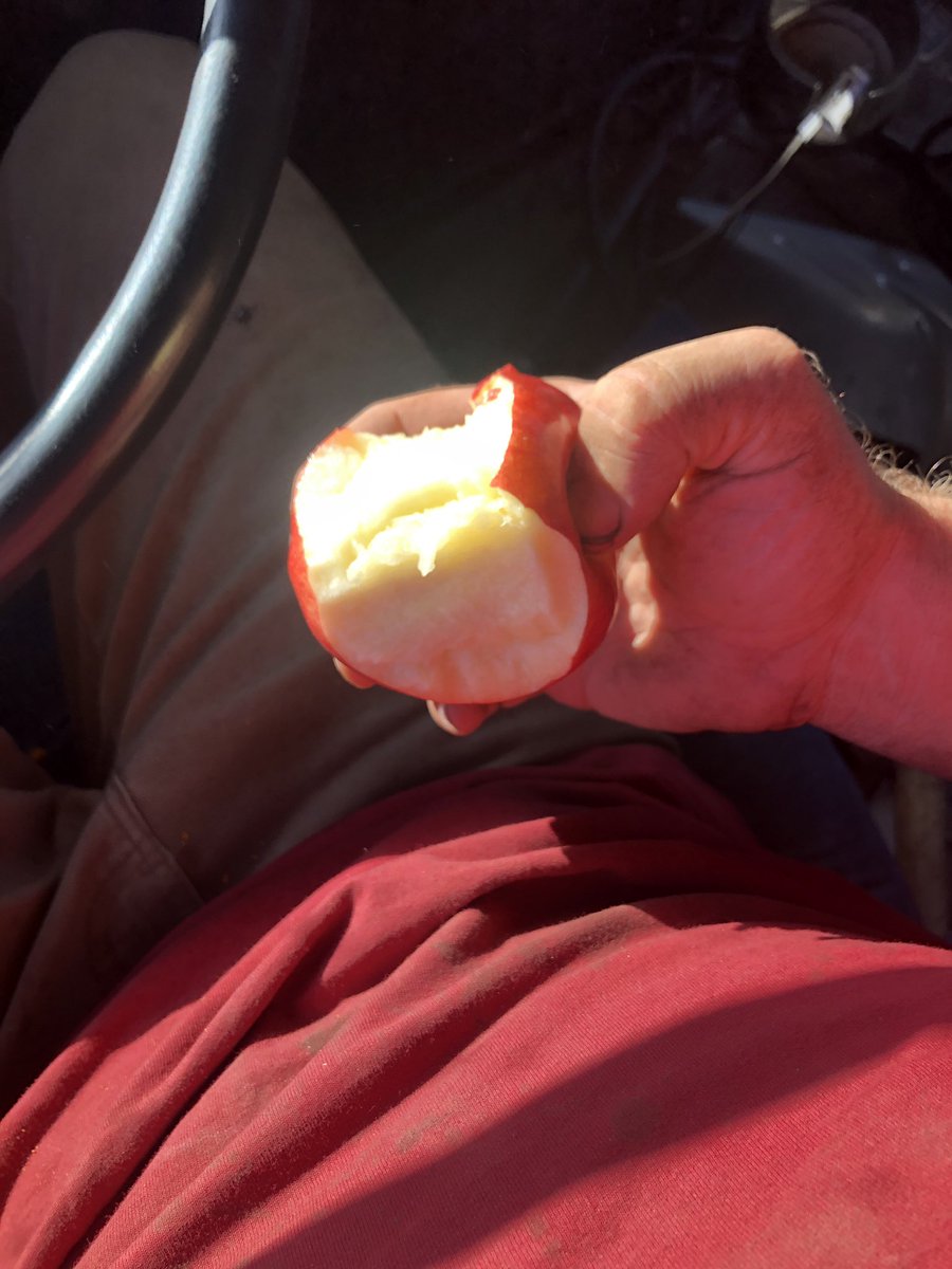 markvdk_'s tweet photo. Wipes apple on shirt, looks at dirty shirt, shrugs and eats apple anyway #harvest22 https://t.co/k67uQxs0DX