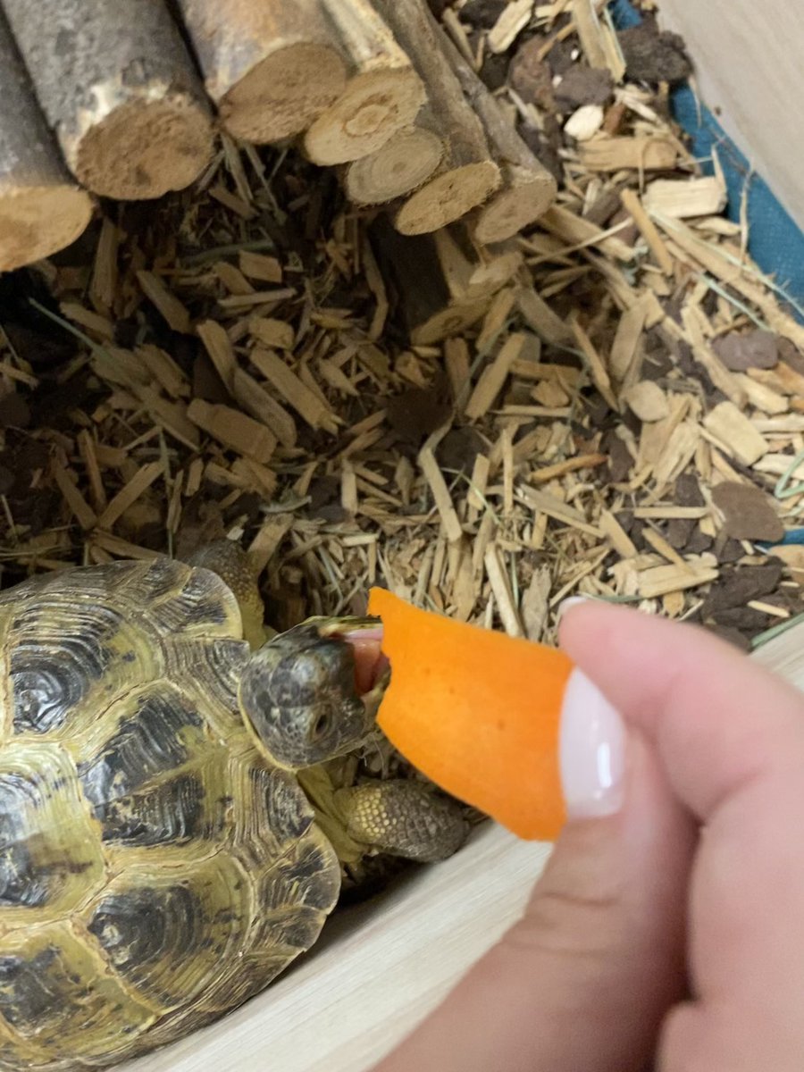 All schools need a library tortoise! #noplacikeere