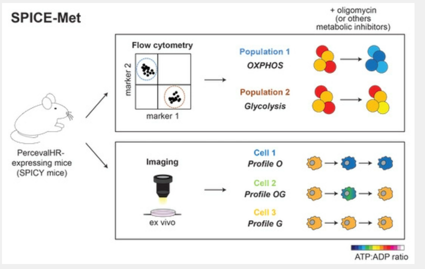ImmunoMet's tweet photo. SPICE-Met: profiling and imaging energy metabolism at the single-cell level using a fluorescent reporter mouse.
https://t.co/Xh6XTmM3eS https://t.co/95ZXJJKO99
