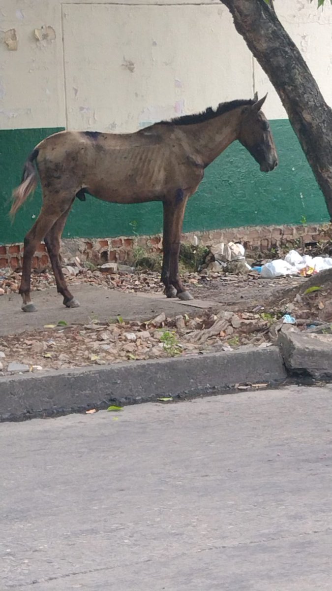 asodaam's tweet photo. La situación de maltrato a los caballos no cesa, un tema de reconversión en el olvido, vidas sufriendo a diario,  propietarios de tenencia No responsable. #Valledupar no es el trato que 🐴 ellos merecen @AlcaldiaVpar @SecSaludVpar  ❤️@andreanimalidad https://t.co/LLhFuYEYAO