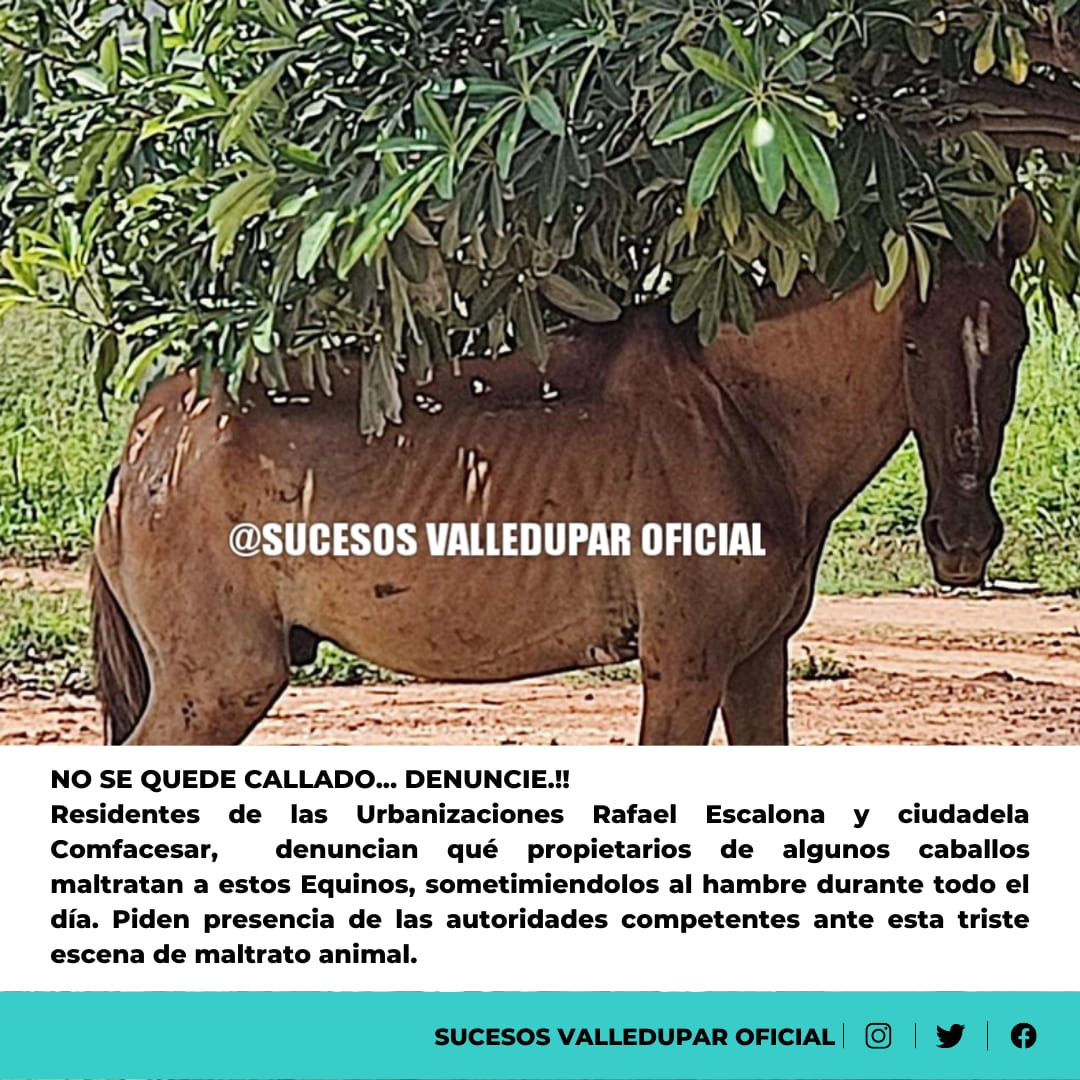asodaam's tweet photo. La situación de maltrato a los caballos no cesa, un tema de reconversión en el olvido, vidas sufriendo a diario,  propietarios de tenencia No responsable. #Valledupar no es el trato que 🐴 ellos merecen @AlcaldiaVpar @SecSaludVpar  ❤️@andreanimalidad https://t.co/LLhFuYEYAO