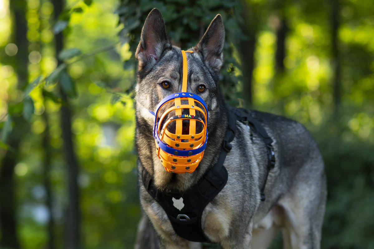 I’ve been working on my photography skills, what do you think? #dogsoftwitter