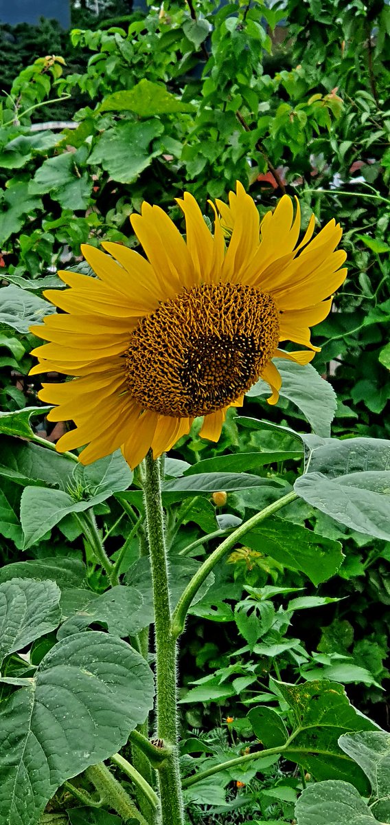 해바라기 아침~
고개숙이네
아직 해가 오지않아서

흐린 하늘이야
어제처럼 비는 오지않아도~

해맑은 얼굴이야
너의 하루가 행복해지길 빌께🙏