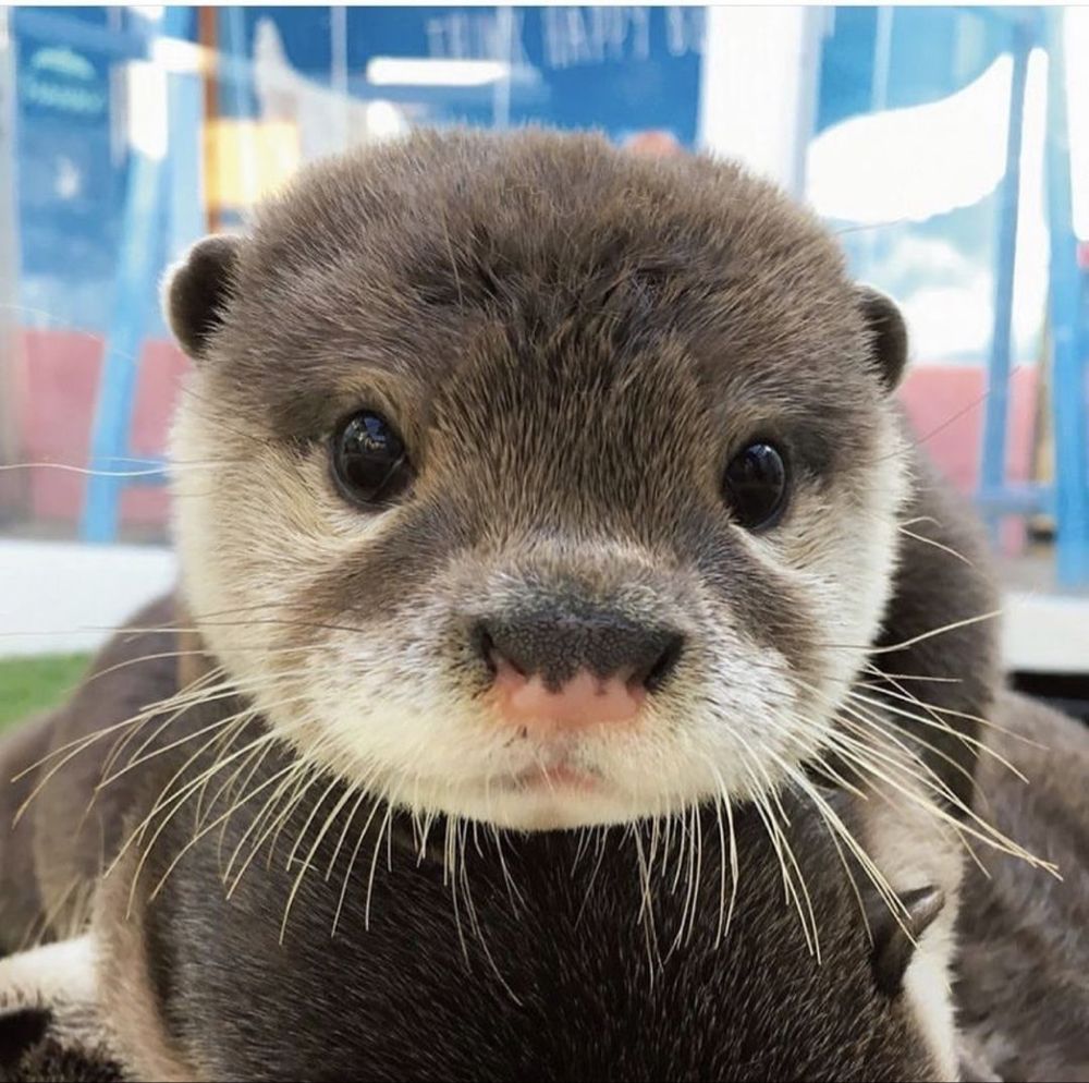 OtterAnHour's tweet photo. https://t.co/nnZIqzPGgc