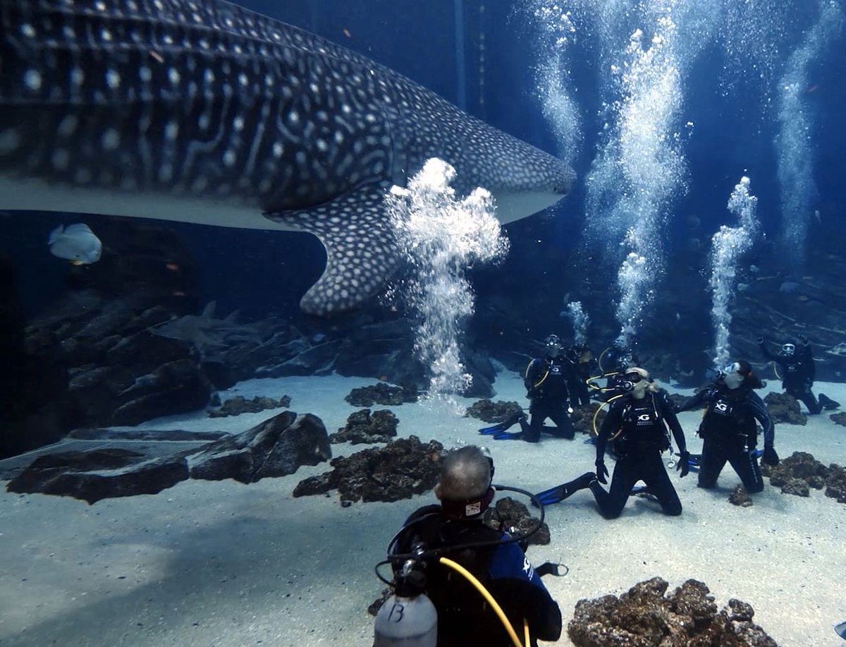 czechpleaz's tweet photo. Happy #InternationalWhaleSharkDay! Celebrating this day by re-posting some pics from my adventure to @GeorgiaAquarium in May. 🤿 🐋 
 
#scubadiving #scuba #gentlegiants #georgiaaquarium #amazingexperience https://t.co/bD4TVRdzqr