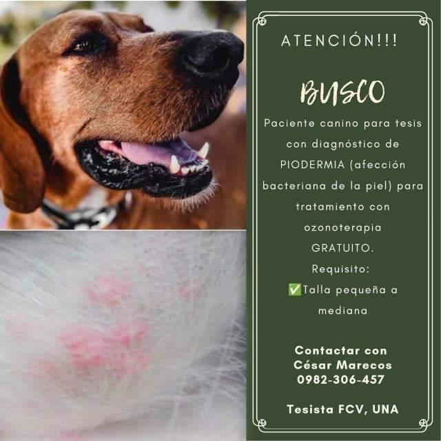 EnmanuelMarecos's tweet image. BUSCO PACIENTES CON DIAGNÓSTICO DE PIODERMIA SUPERFICIAL PARA REALIZARLE TRATAMIENTO CON OZONOTERAPIA, COMO PARTE SE MI TRABAJO DE TESIS: ⚠️TOTALMENTE GRATUITO, ADJUTO NÚMERO DE CELULAR E IMAGEN DE REFERENCIA EN CUANTOS A LAS LESIONES TÍPICAS DE LA PATOLOGIA!!! Rt PORFA🙌🏻