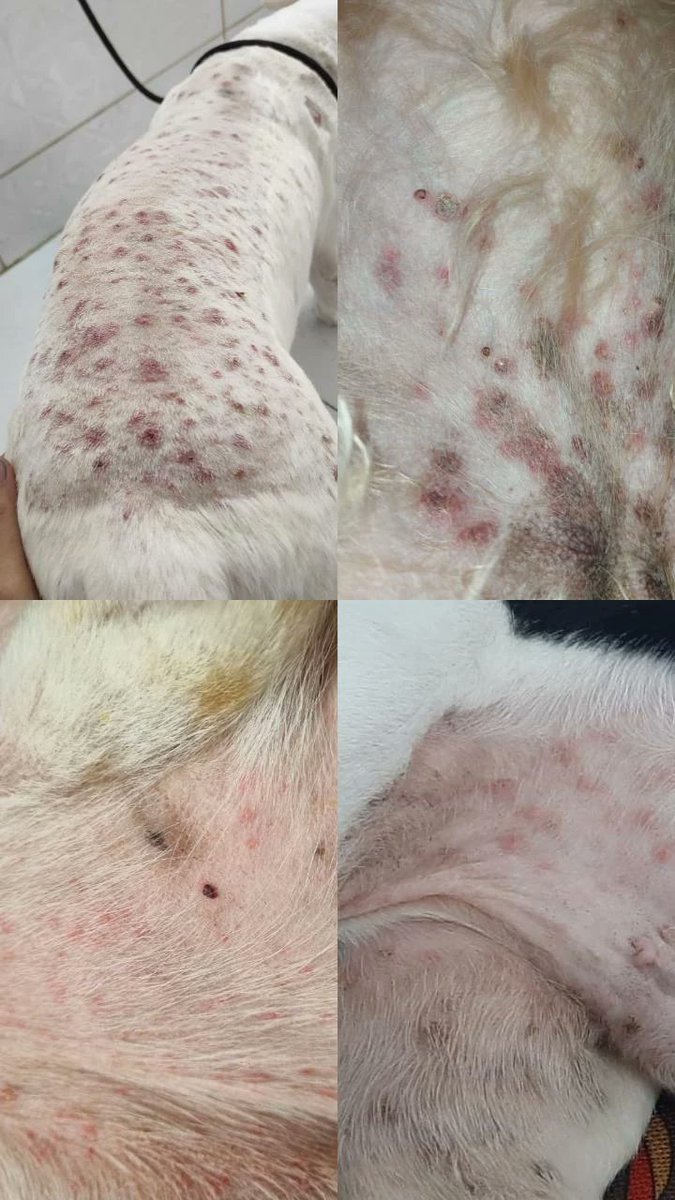 EnmanuelMarecos's tweet image. BUSCO PACIENTES CON DIAGNÓSTICO DE PIODERMIA SUPERFICIAL PARA REALIZARLE TRATAMIENTO CON OZONOTERAPIA, COMO PARTE SE MI TRABAJO DE TESIS: ⚠️TOTALMENTE GRATUITO, ADJUTO NÚMERO DE CELULAR E IMAGEN DE REFERENCIA EN CUANTOS A LAS LESIONES TÍPICAS DE LA PATOLOGIA!!! Rt PORFA🙌🏻