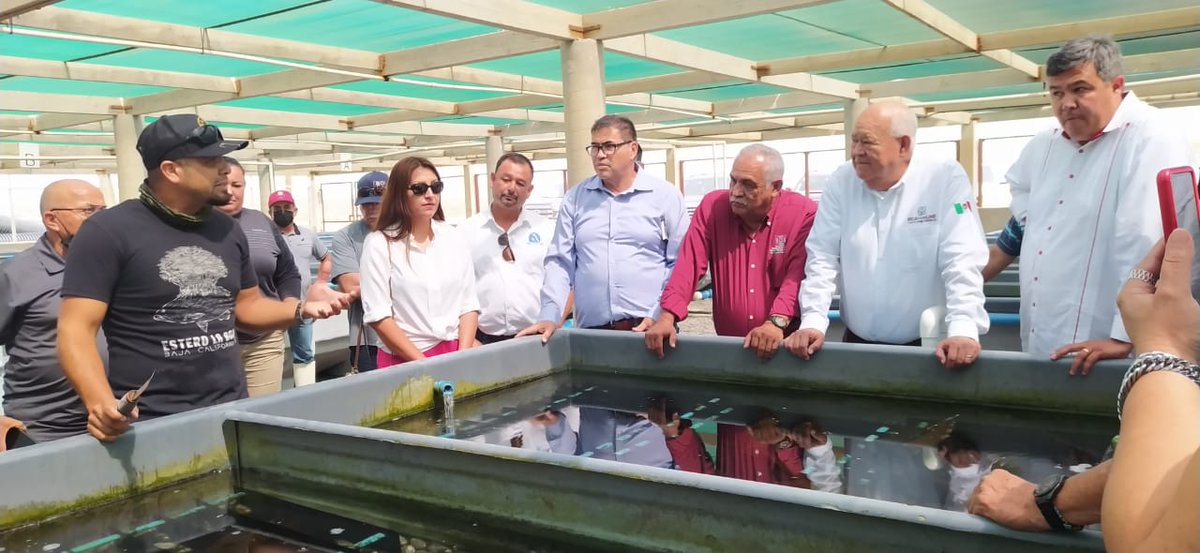 VictorCastroCos's tweet photo. Desde #PuntaAbreojos nos reunimos con pescadoras y pescadores, así como con integrantes de la Federación de Cooperativas Pesqueras de Baja California (#FEDECOOP) donde reconocimos el arduo trabajo realizado por las y los cooperativistas.
1/2 https://t.co/0aeiDN0utW