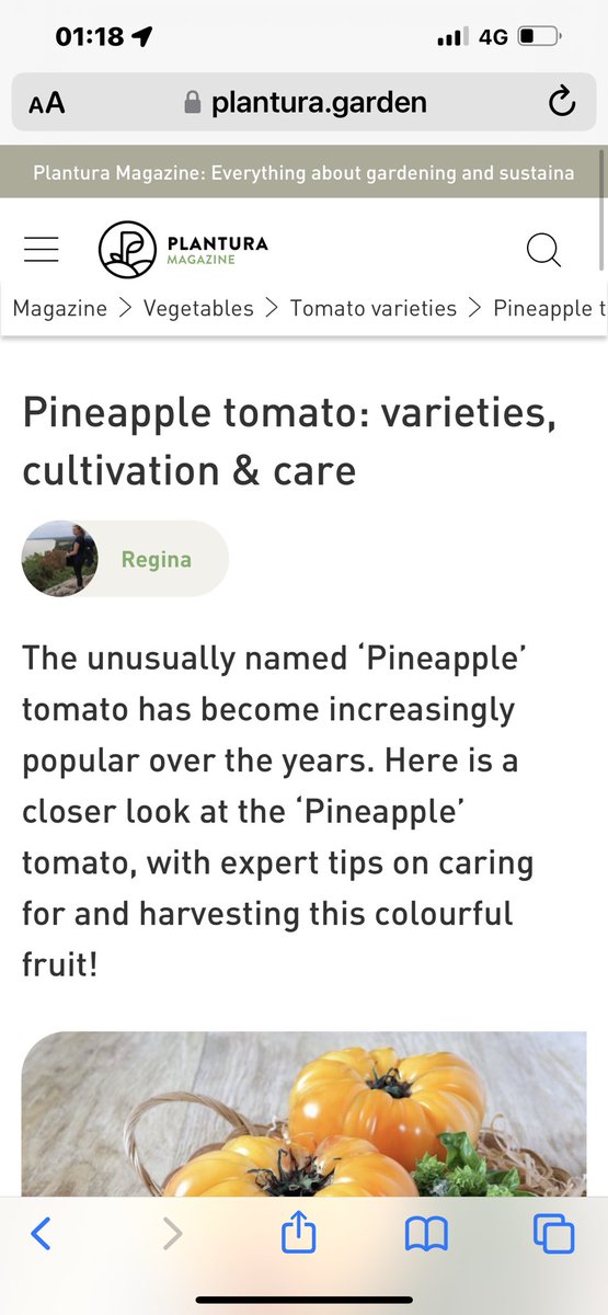 NursepollyRgn's tweet photo. Dear god, why am I only after finding out about these rn ??? #pineappletomato #goals ๐๐๐๐๐๐๐ @eoinyk @DirtyButClean https://t.co/5jF7QKTcgV