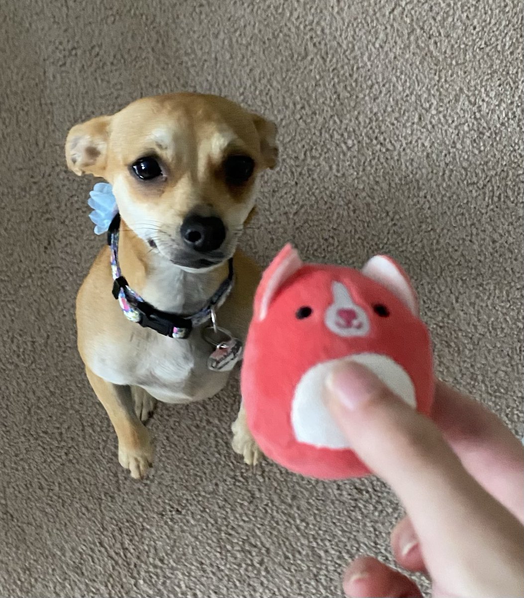 SenoraKeppner's tweet photo. First weekend with our class “pets” was a success 👍🏼 Thanks to my students who took them home this weekend, documented their experiences, and told their classmates (in Spanish!) what they did this weekend. https://t.co/L9RNRh4Mp4