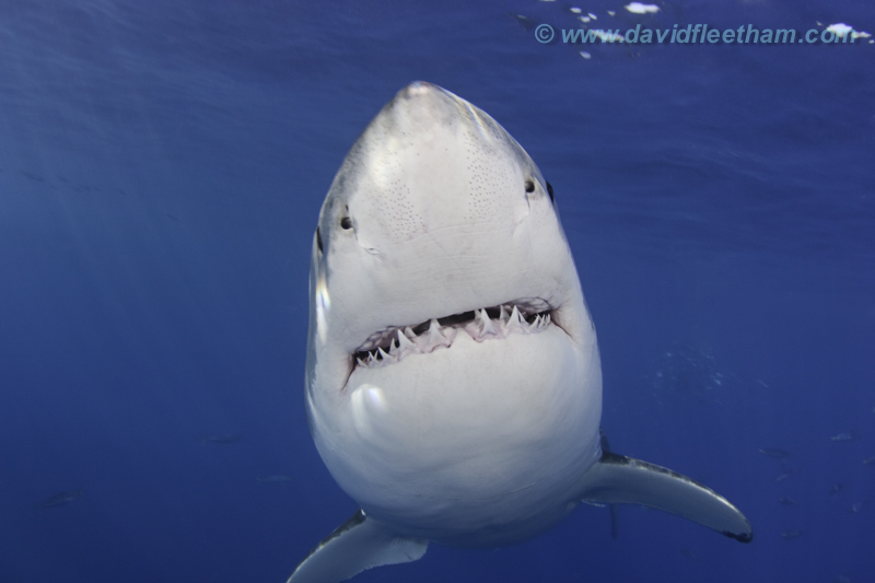 Reminder that our next free Know Your Ocean Speaker Series webinar is next Wednesday! This time we'll be chasing great white #sharks with underwater photographer David Fleetham. Register here: us02web.zoom.us/webinar/regist…