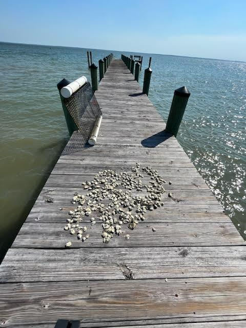 BandwidthBook's tweet image. On the side, I’m raising #oysters on the #Chesapeake. I'm doing it for my stomach, and for the #environment. I’m four months into an 18-24 month cycle. There are many lessons learned along the way. Check them out in my LinkedIn post: linkedin.com/in/dan-a-morri…