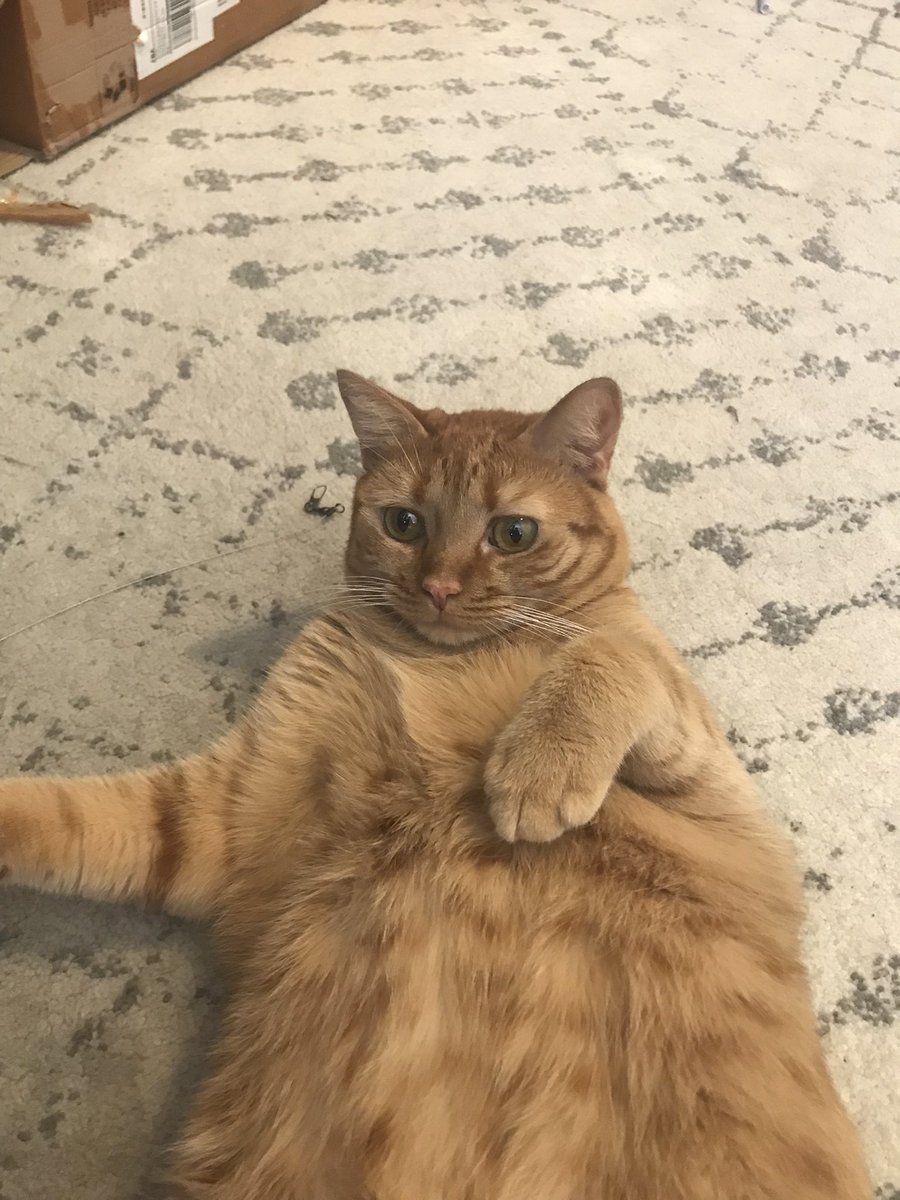 RgossRyan's tweet photo. @bagelblue24 She says hi too https://t.co/eaYqblQDRP