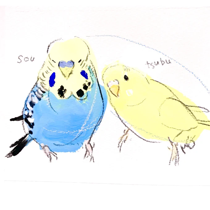 昨日までの #小鳥のアートフェスタ in横浜、改めましてありがとうございました!オーダーイラストのご紹介の続き、セキセイインコさんとジャンボセキセイインコさんです。 
