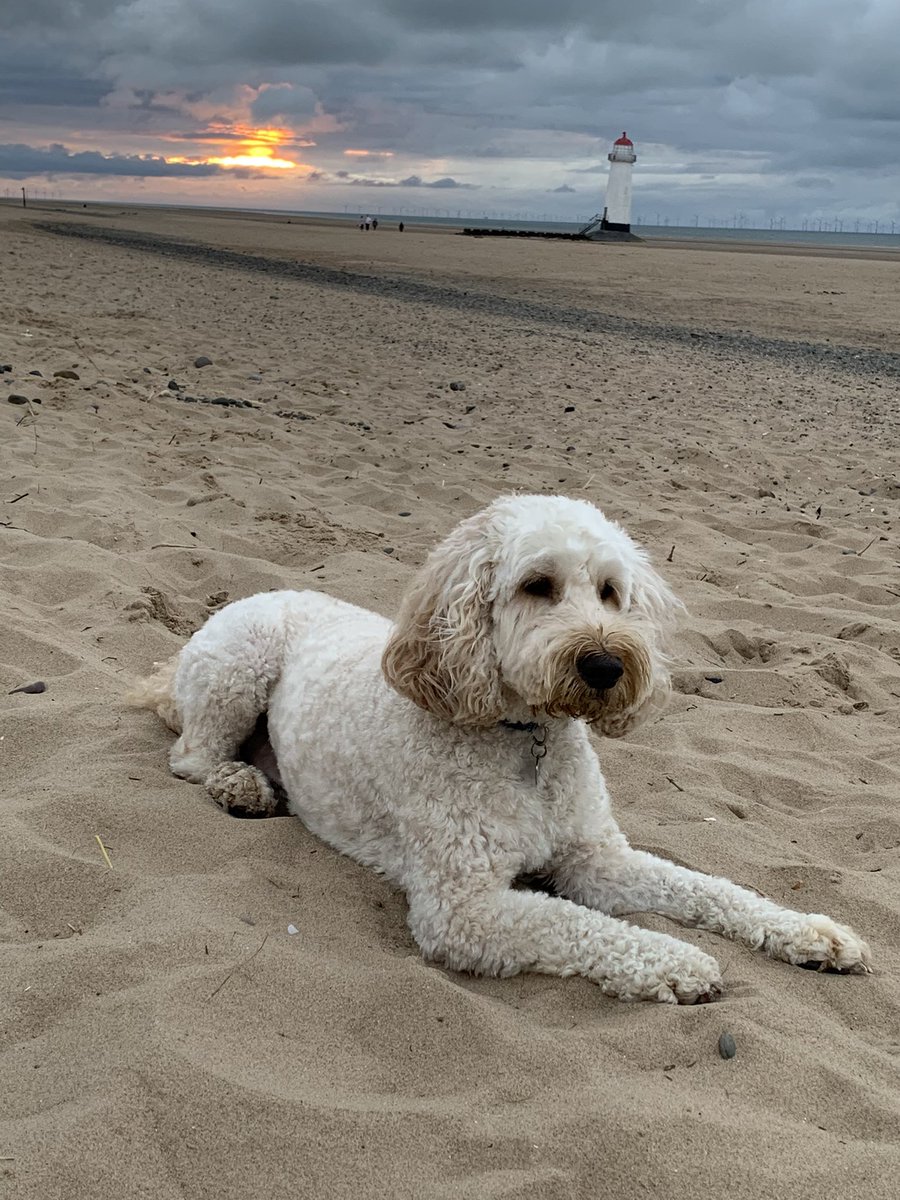 Cooper Therapy dog 🐾 tweet media