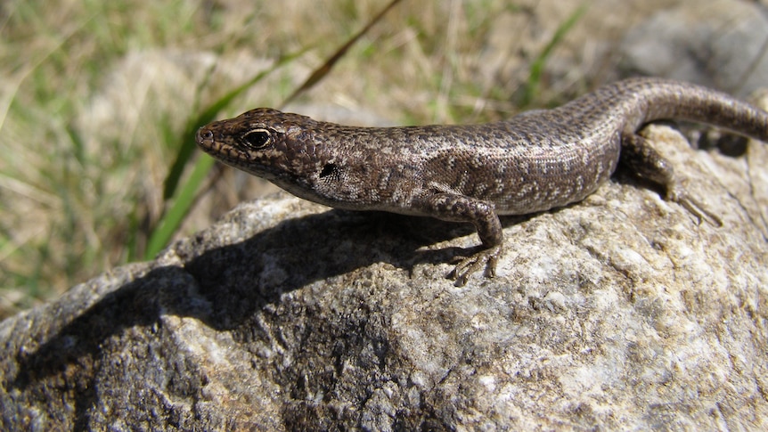 Landmark study finds the spotted snow skink (Carinascincus ocellatus) can change sex before birth. It is the first live-bearing reptile to display sex reversal. abc.net.au/news/2022-08-2… #HelpedByHolsworth #SpottedSnowSkink #SexReversal @petahill26 @UTAS_