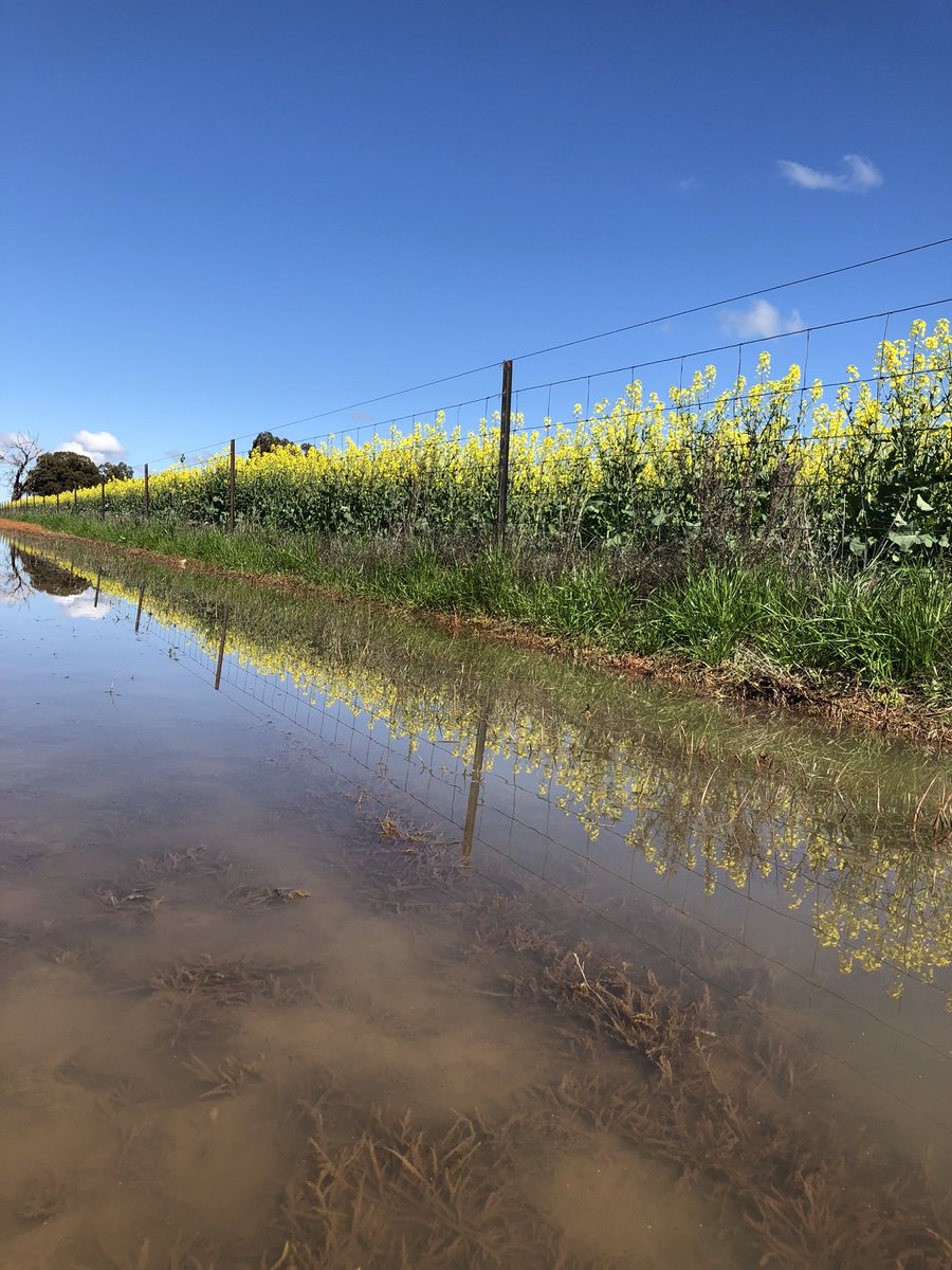 Dennis Voznesenski tweet media