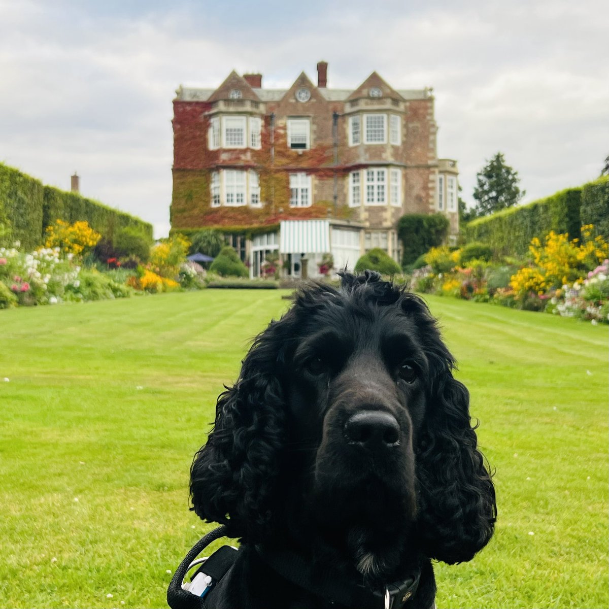 Paul_Stafford's tweet photo. Lord of the Manor! #ShowSpaniel @goldsborohall https://t.co/J9Xzrp9tbG