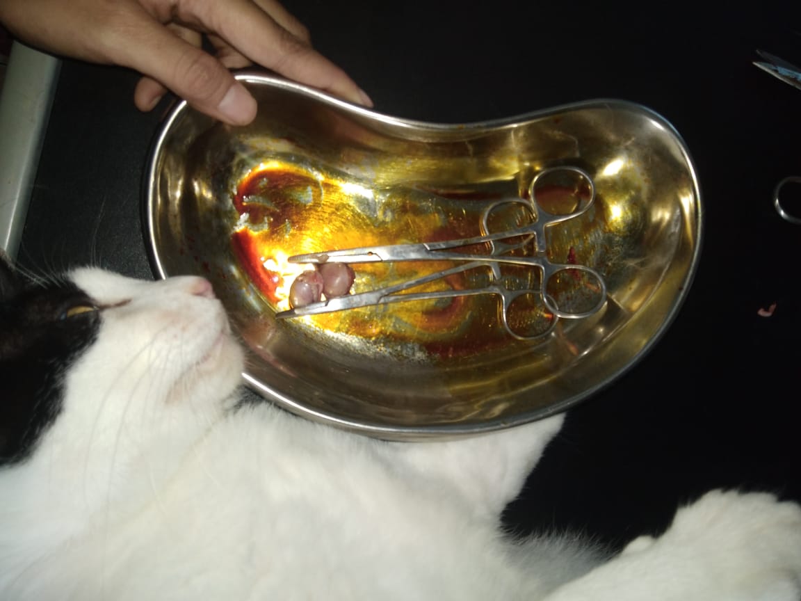 krucilsgeng's tweet photo. Alhamdulillah mamang olly hari ini udah disteril🤍 sehat-sehat ya manggg https://t.co/xVhwt4f5I2