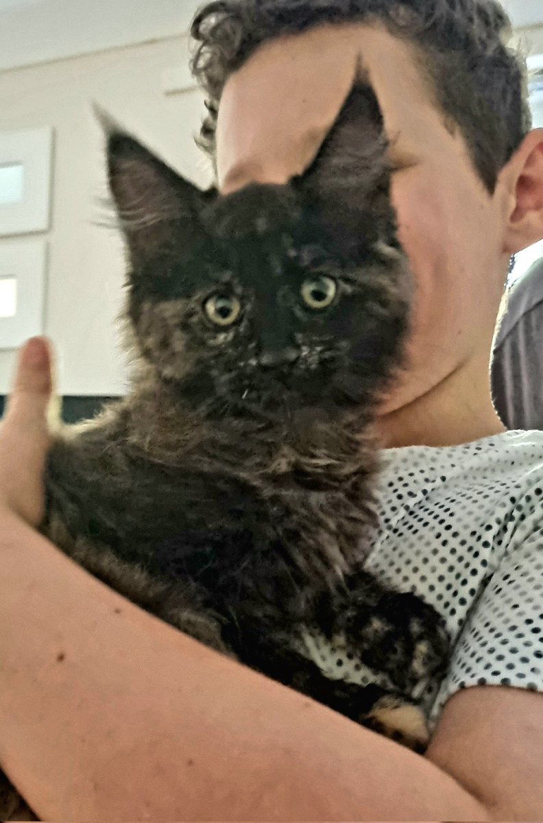 beaker0581's tweet photo. @DeputyGrocott #4for44 
New arrival in our home, taking us to a family of 6.
A week of uninterrupted kitten bliss for the 3 small ones before school starts. https://t.co/p2opeDyxsX