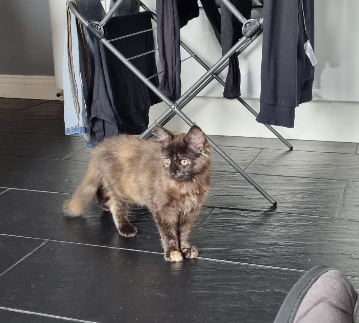 beaker0581's tweet photo. @DeputyGrocott #4for44 
New arrival in our home, taking us to a family of 6.
A week of uninterrupted kitten bliss for the 3 small ones before school starts. https://t.co/p2opeDyxsX