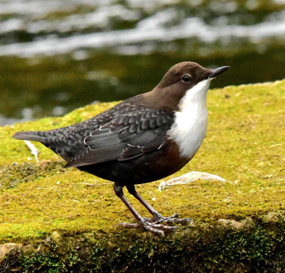 Dipper posing
#birdphotography 
#NaturePhotography #TwitterNatureCommunity #TwitterNaturePhotography #bird