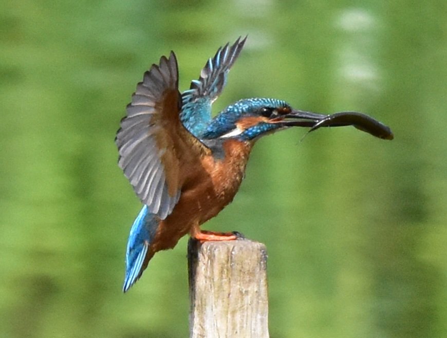 Kingfisher with a snack
#TwitterNatureCommunity #TwitterNaturePhotography #kingfisher #countryfile #birdphotography